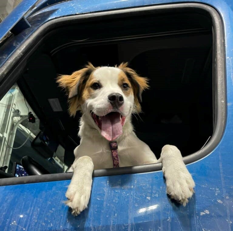Flatbed Driver's dog sitting in the window of a melton flatbed truck