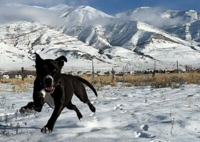 Dog playing in the snow because of Melton's rider program trucking
