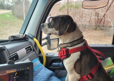 Pet rider named Raven in the front seat of a Melton truck.