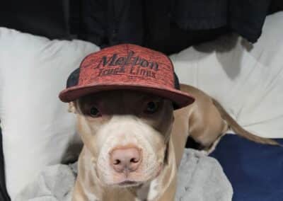 A pitbull pet rider wearing a Melton hat sitting in the bunk of a Melton truck