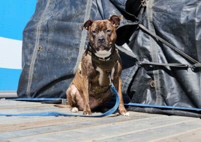 One of our driver's pet riders, Henny, sitting on a flatbed trailer