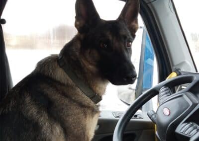 German shepherd pet rider sitting in the driver's seat of a Melton truck