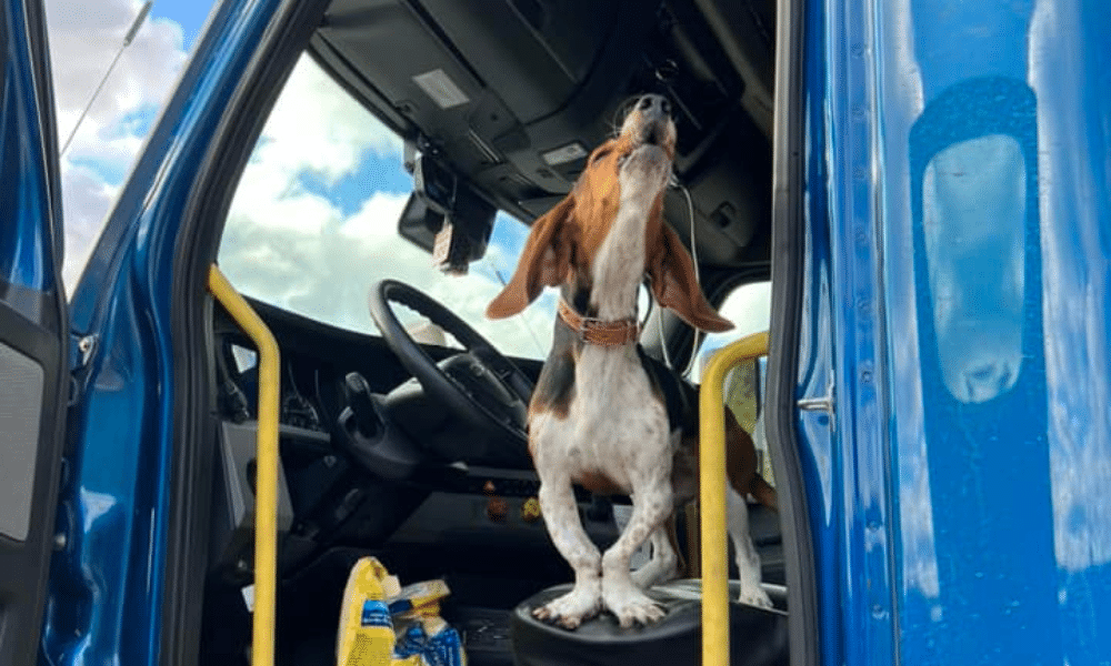A truck driver's dog howling in the driver's seat