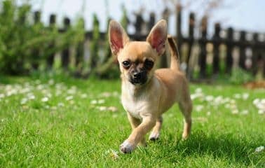 Chihuahua in the grass