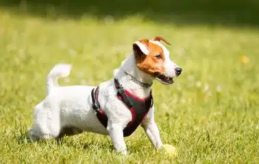 A jack russell terrier wearing a harness in the grass