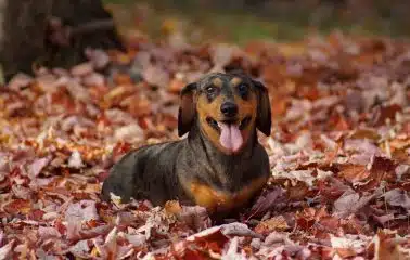 Dachshund in a pile of leaves