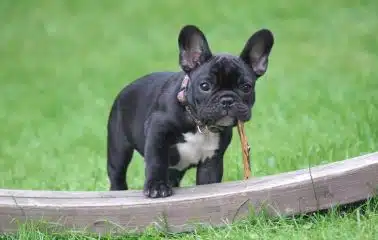 French Bulldog in the grass holding a stick