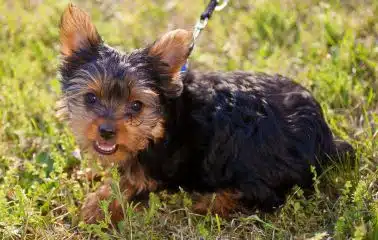 A Yorkie sitting in the grass