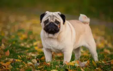 A pug standing in the grass