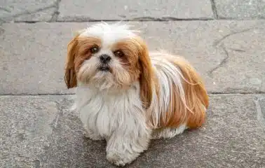 A Shih tzu sitting on concrete