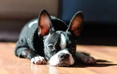 A Boston terrier laying on a wooden floor