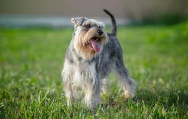 A miniature schnauzer in the grass