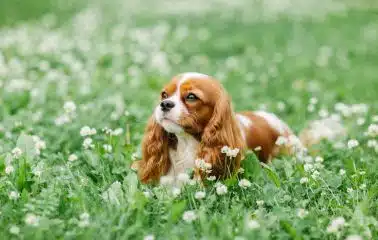 A king charles spaniel in a meadow