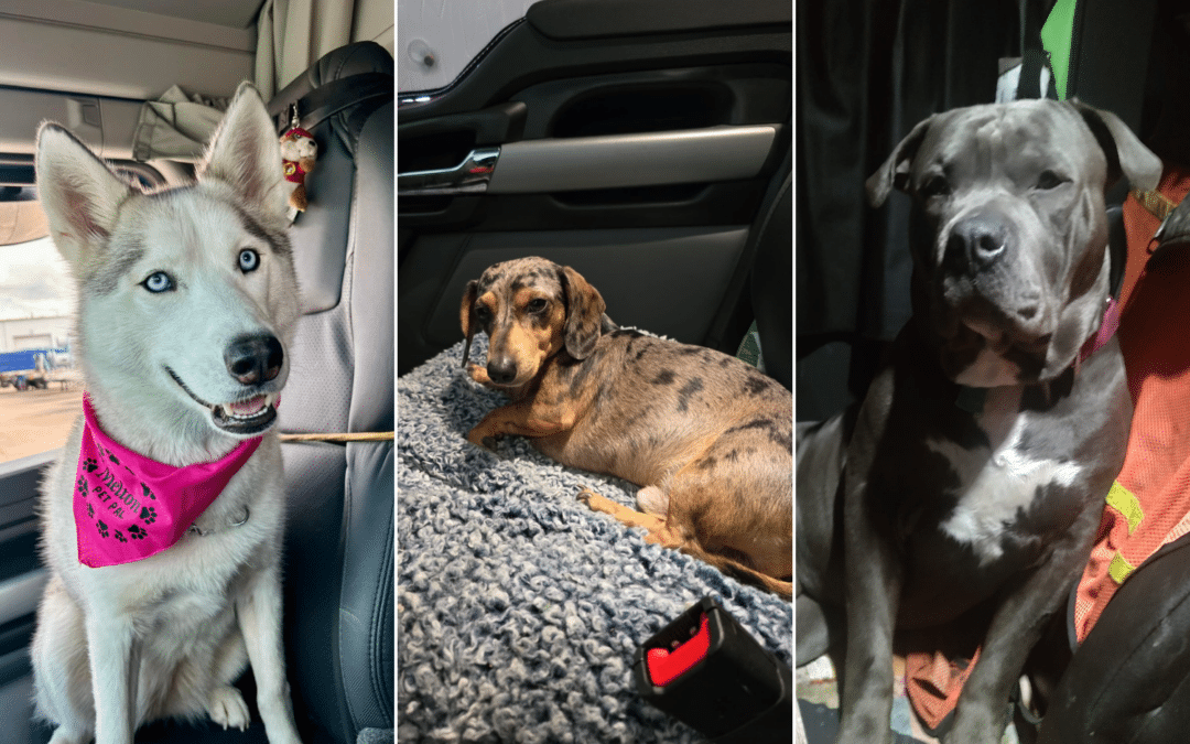 The Top 10 Best Dog Breeds for Truck Drivers