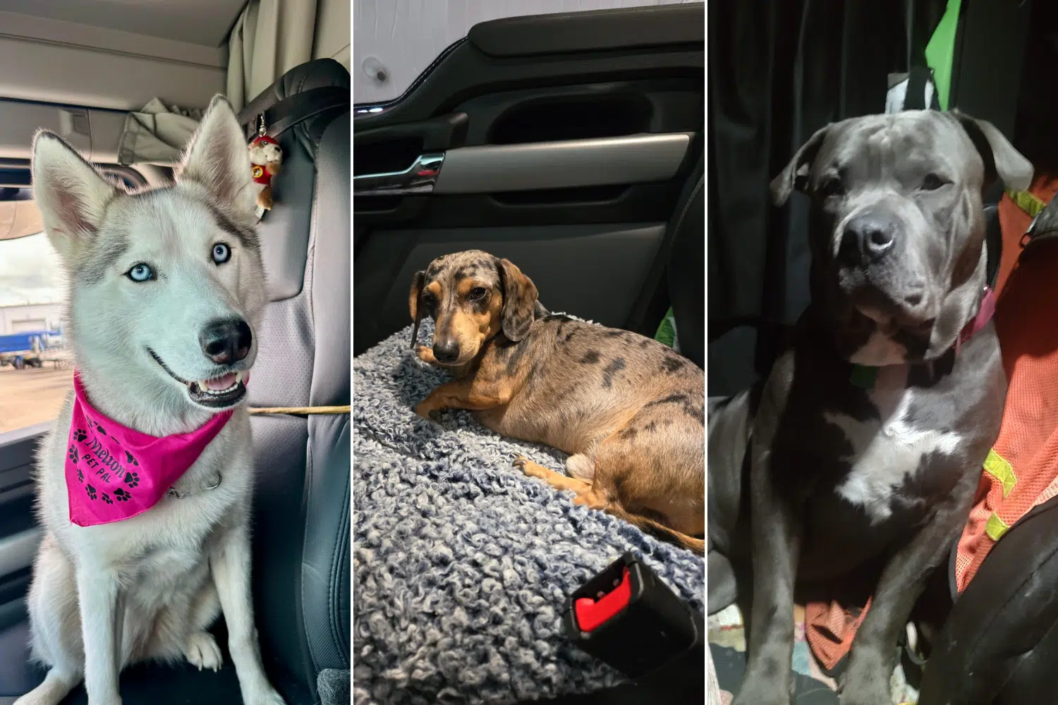 A collage of dogs in trucks